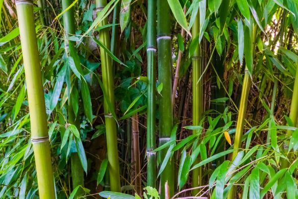 Cost of Bamboo Trimming in Post Falls