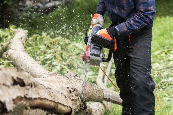Cost of Branch Removal Service in Post Falls