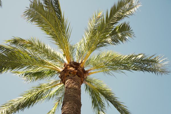 Palm Tree Pruning in Post Falls