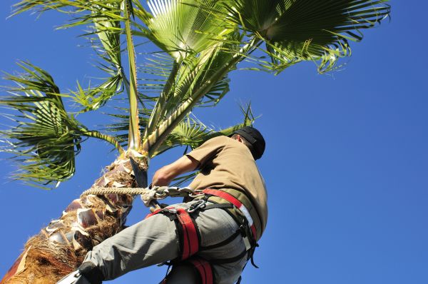 Palm Tree Trimming in Post Falls