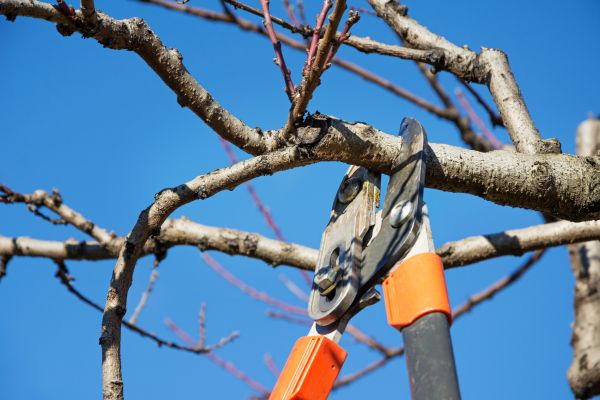 Residential Tree Service in Post Falls