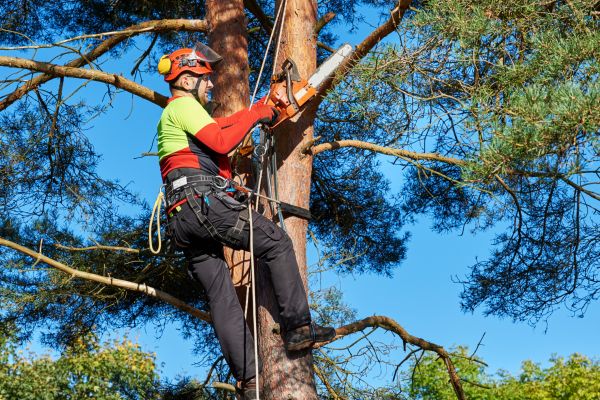 Tree Service in Post Falls