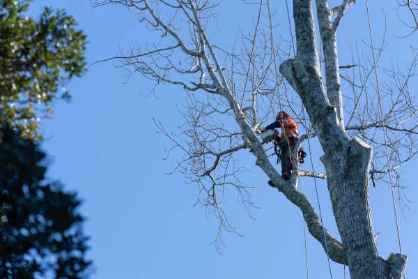 Cost of Tree Topping Service in Post Falls