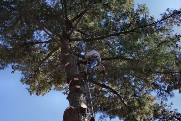 Cost of Trimming Service in Post Falls