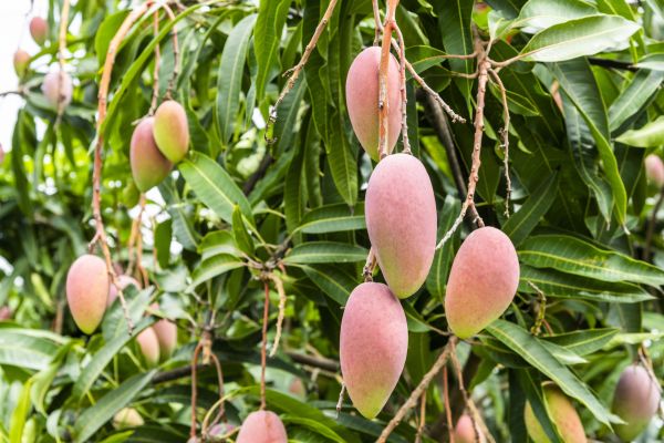 Cost of Mango Tree Trimming in Post Falls
