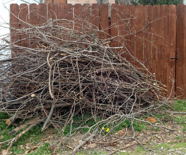 Cost of Dead Branch Removal in Post Falls
