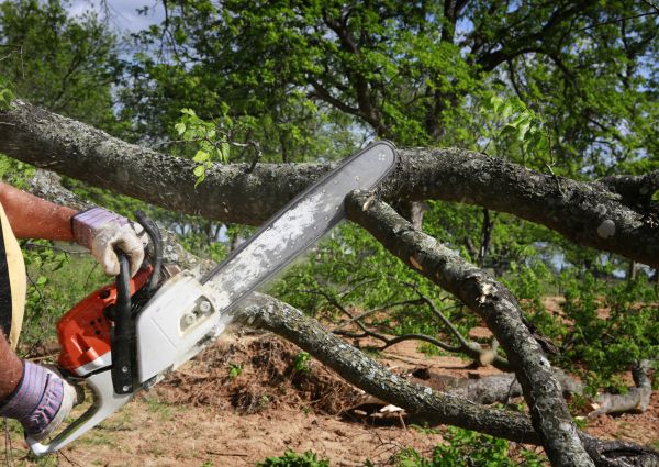 Cost of Tree Branch Cutting in Post Falls