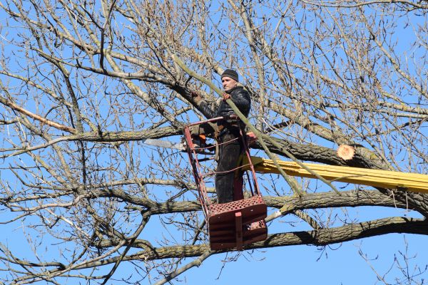 Cost of Emergency Tree Trimming in Post Falls