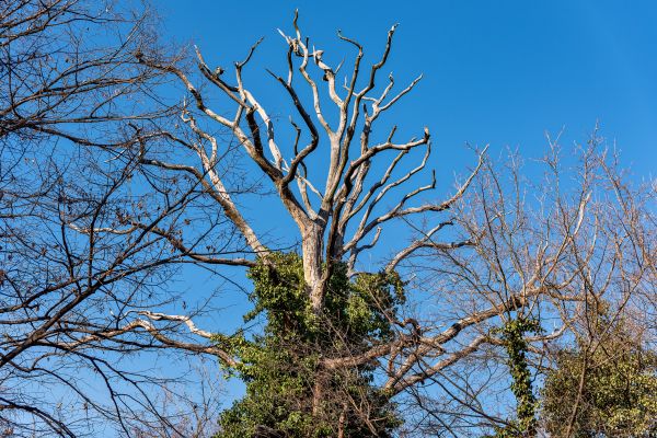 Cost of Deadwood Removal in Post Falls