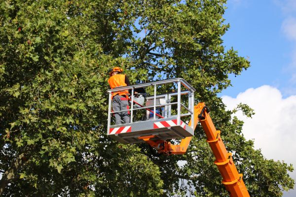 Commercial Tree Service in Post Falls