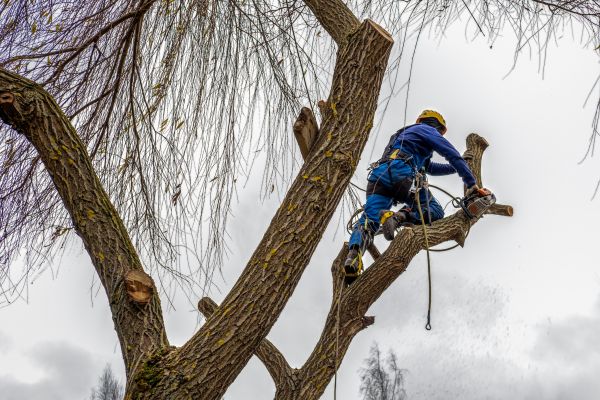 Cost of Tree Maintenance Service in Post Falls