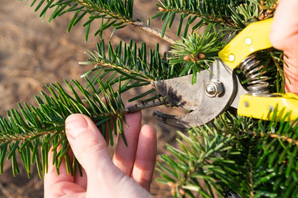 Pine Tree Pruning in Post Falls