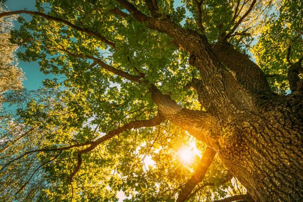 Cost of Oak Tree Pruning in Post Falls