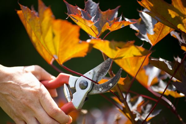 Cost of Maple Tree Pruning in Post Falls