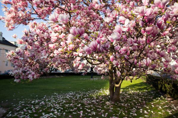Cost of Magnolia Tree Pruning in Post Falls