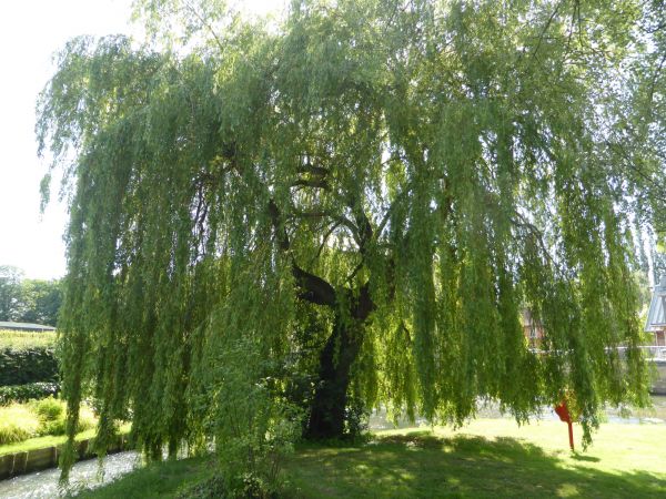 Cost of Willow Tree Trimming in Post Falls