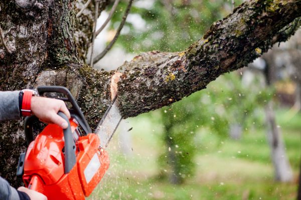 Cost of Tree Limbs Removal in Post Falls