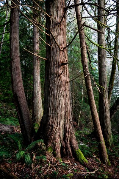 Cost of Cedar Tree Trimming in Post Falls
