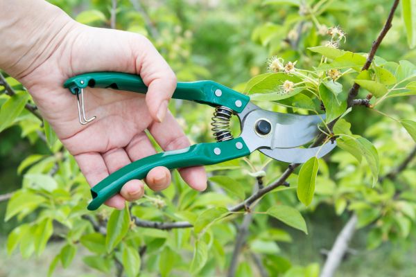 Cost of Pear Tree Pruning in Post Falls