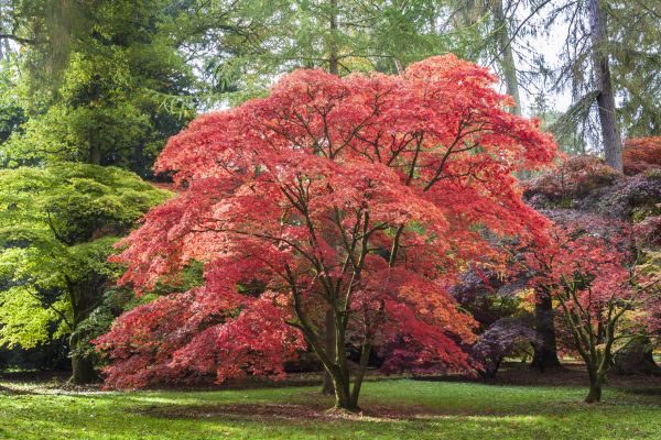 Japanese Maple Pruning in Post Falls
