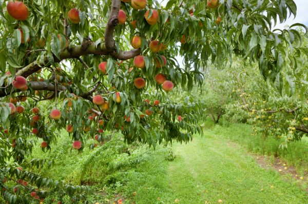 Cost of Peach Tree Pruning in Post Falls