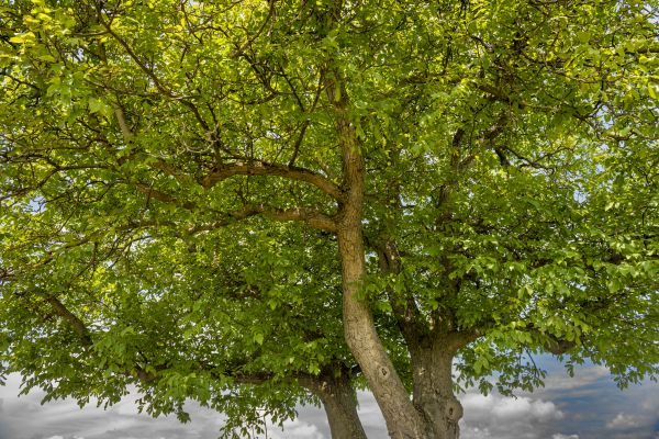 Cost of Walnut Tree Trimming in Post Falls