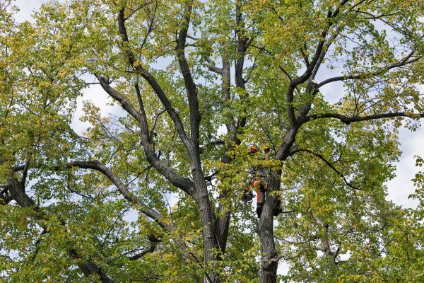 Cost of Tree Crown Shaping in Post Falls