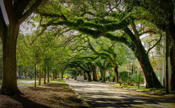 Cost of Tree Canopy Thinning in Post Falls