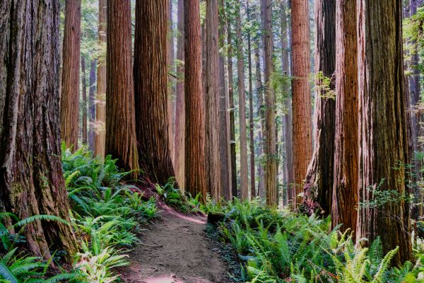 Cost of Redwood Tree Trimming in Post Falls