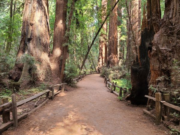 Cost of Redwood Tree Pruning in Post Falls