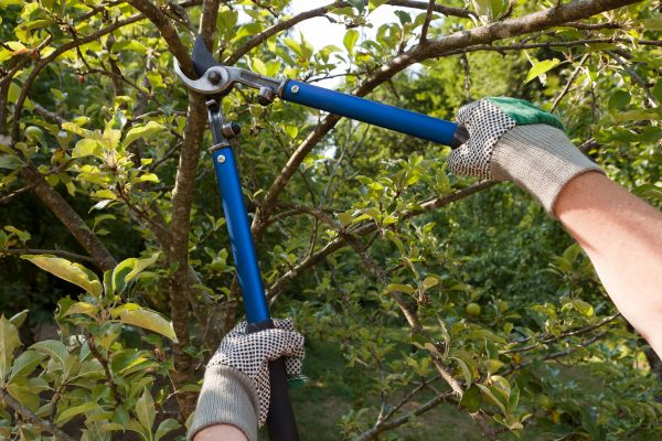Cost of Residential Tree Pruning in Post Falls