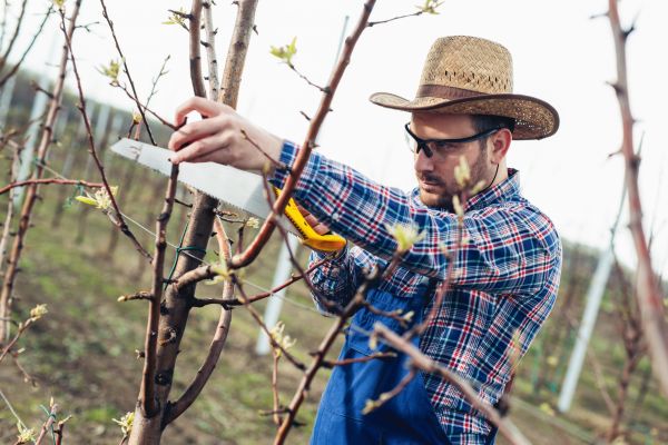 Cost of Orchard Tree Pruning in Post Falls
