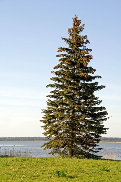 Cost of Spruce Tree Pruning in Post Falls