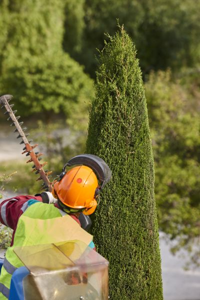Cost of Cypress Tree Trimming in Post Falls