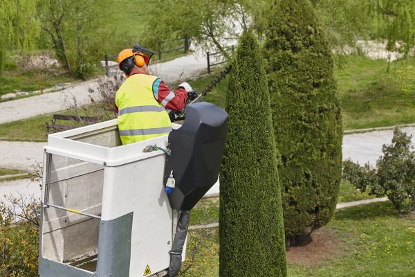 Cost of Cypress Tree Pruning in Post Falls