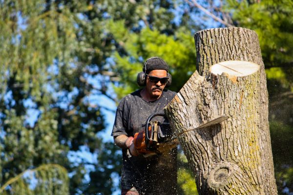 Cost of Ash Tree Pruning in Post Falls