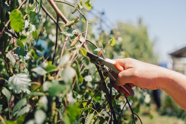 Cost of Birch Tree Pruning in Post Falls