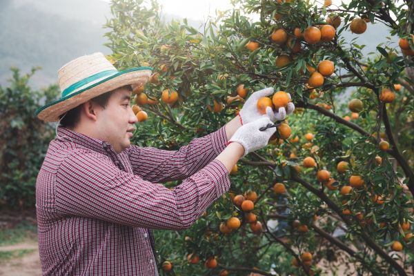 Cost of Orange Tree Pruning in Post Falls