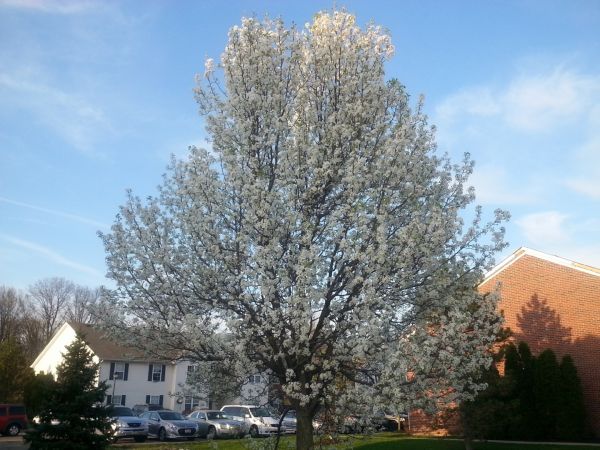 Cost of Bradford Pear Tree Pruning in Post Falls