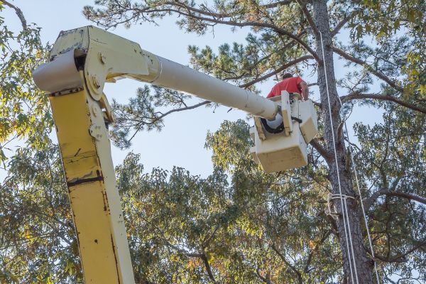 Cost of Limbs Trimming in Post Falls