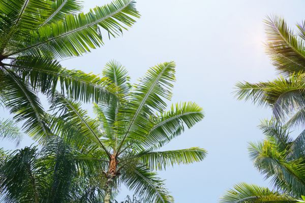 Cost of Queen Palm Tree Trimming in Post Falls