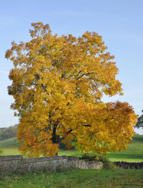 Cost of Hickory Tree Trimming in Post Falls