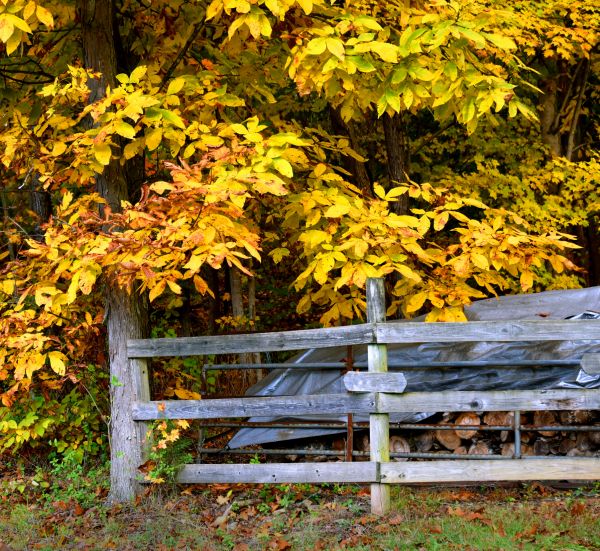 Cost of Hickory Tree Pruning in Post Falls