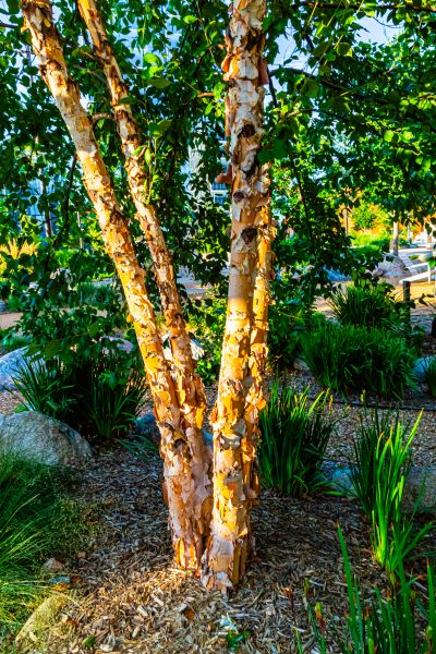 Cost of River Birch Trimming in Post Falls