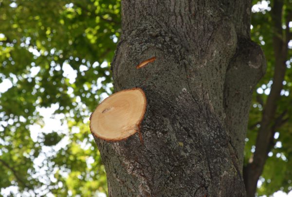 Cost of Limb Cutting in Post Falls