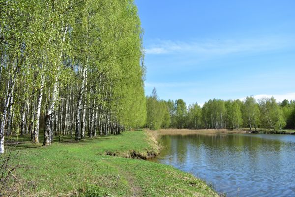 Cost of River Birch Pruning in Post Falls