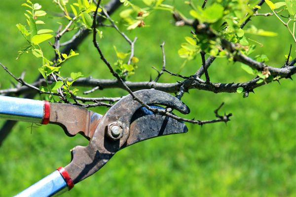 Cost of Branches Pruning in Post Falls
