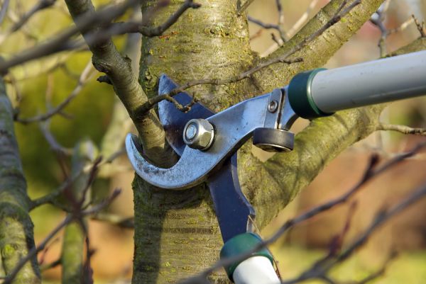 Cost of Tree Limb Trimming Service in Post Falls