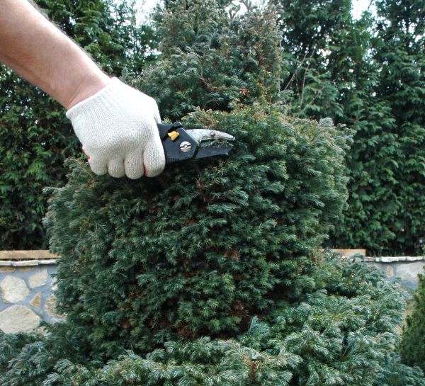 Cost of Ornamental Tree Trimming in Post Falls
