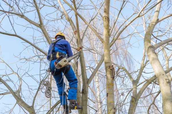 Cost of Large Tree Trimming in Post Falls